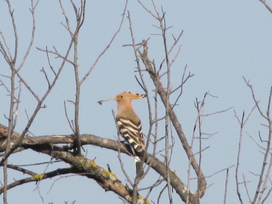 İbibik » Eurasian Hoopoe » Upupa epops