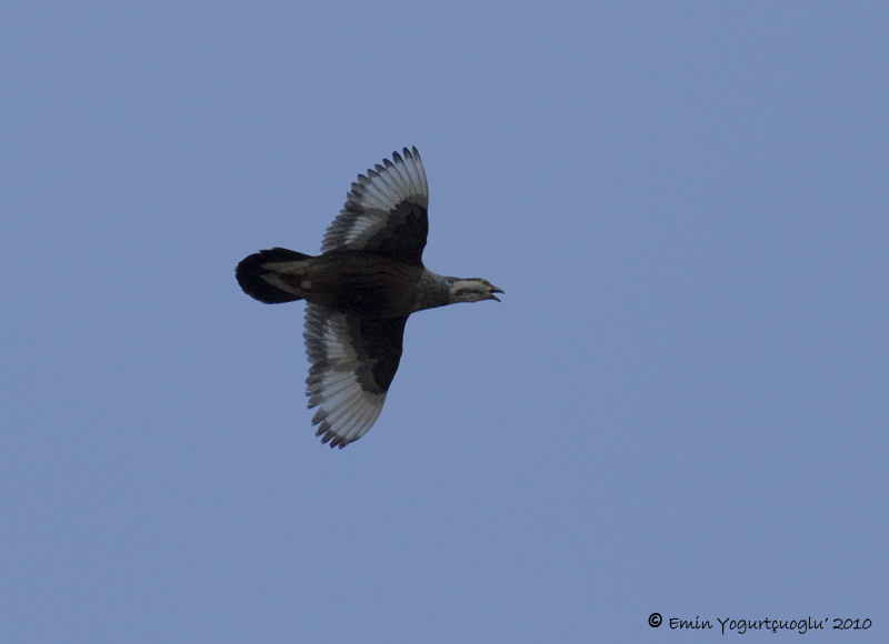 Urkeklik » Caspian Snowcock » Tetraogallus caspius