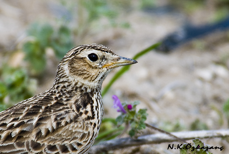 Tarlakuşu » Eurasian Skylark » Alauda arvensis
