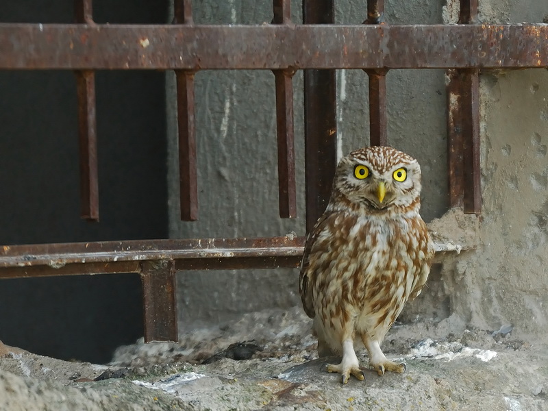 Kukumav » Little Owl » Athene noctua