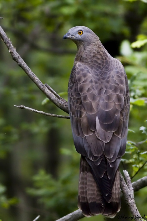 Arı şahini » European Honey Buzzard » Pernis apivorus