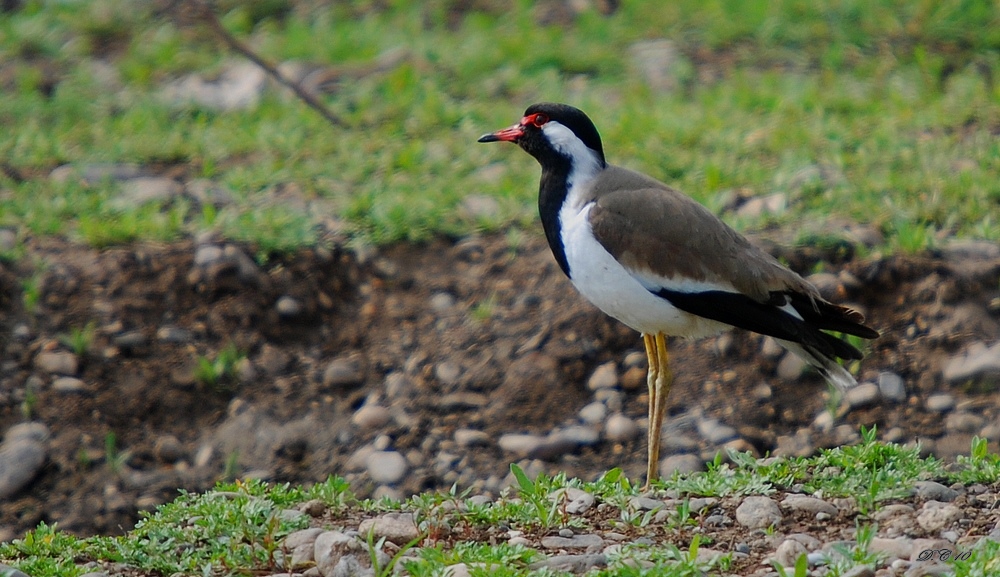 Büyük kızkuşu » Red-wattled Lapwing » Vanellus indicus