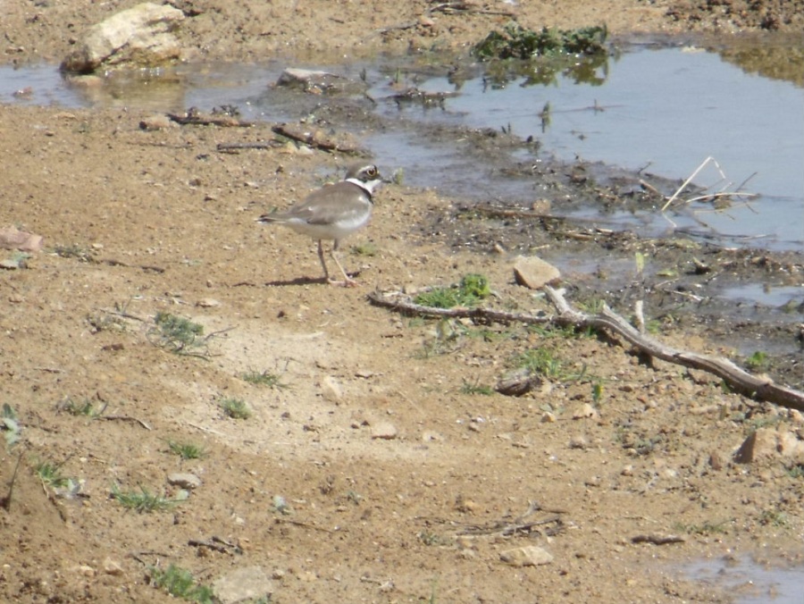 Halkalı küçük cılıbıt » Little Ringed Plover » Charadrius dubius