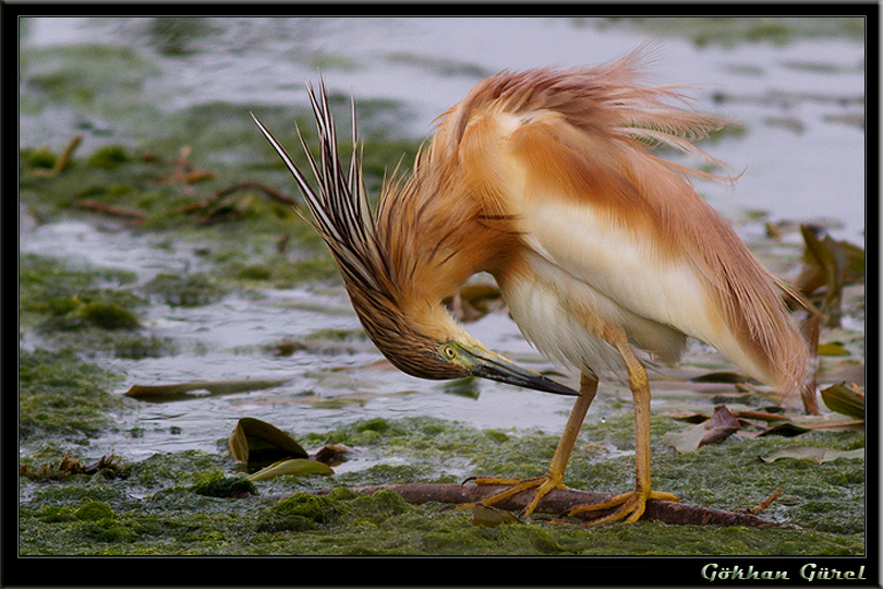 Alaca balıkçıl » Squacco Heron » Ardeola ralloides