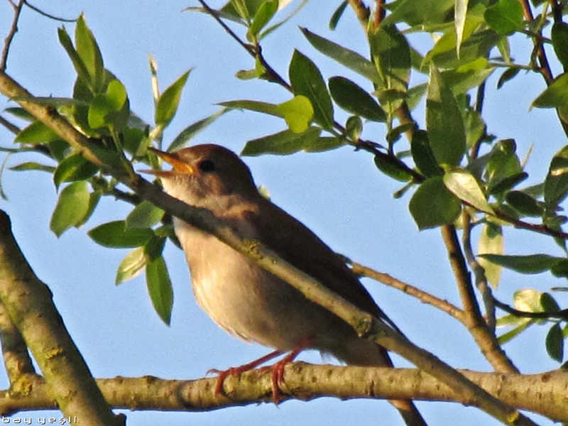 Bülbül » Common Nightingale » Luscinia megarhynchos
