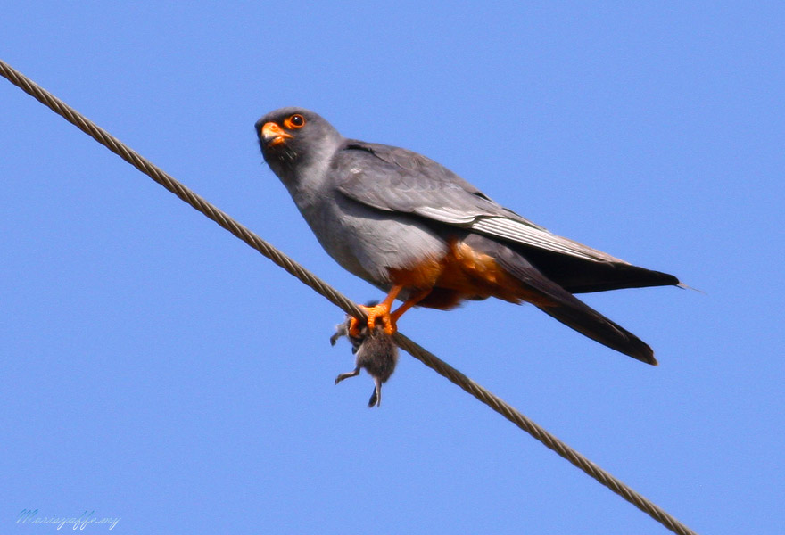 Ala doğan