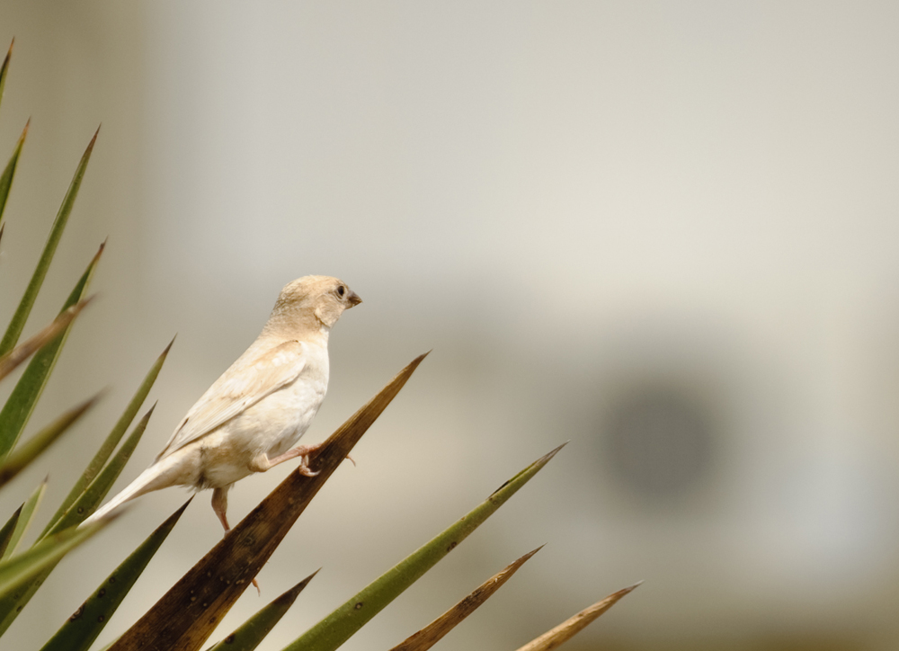 Serçe » House Sparrow » Passer domesticus