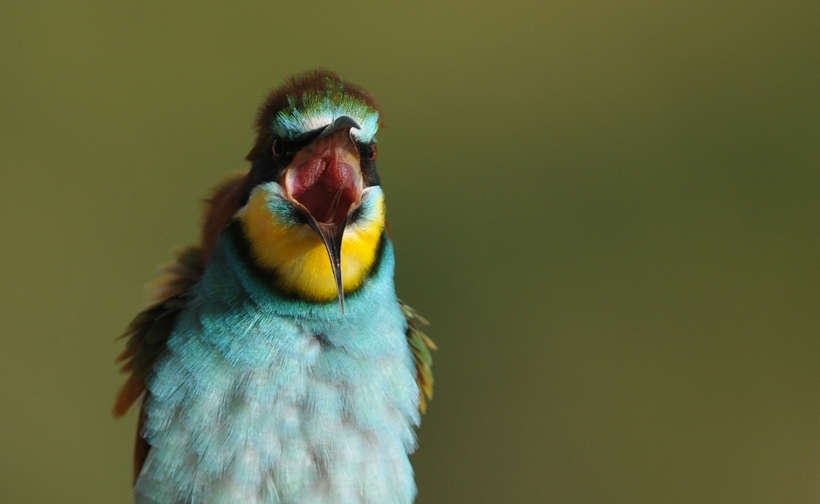 Arıkuşu » European Bee-eater » Merops apiaster