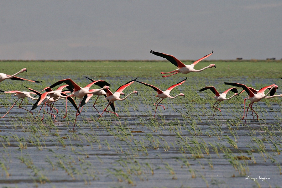 Flamingo » Greater Flamingo » Phoenicopterus roseus