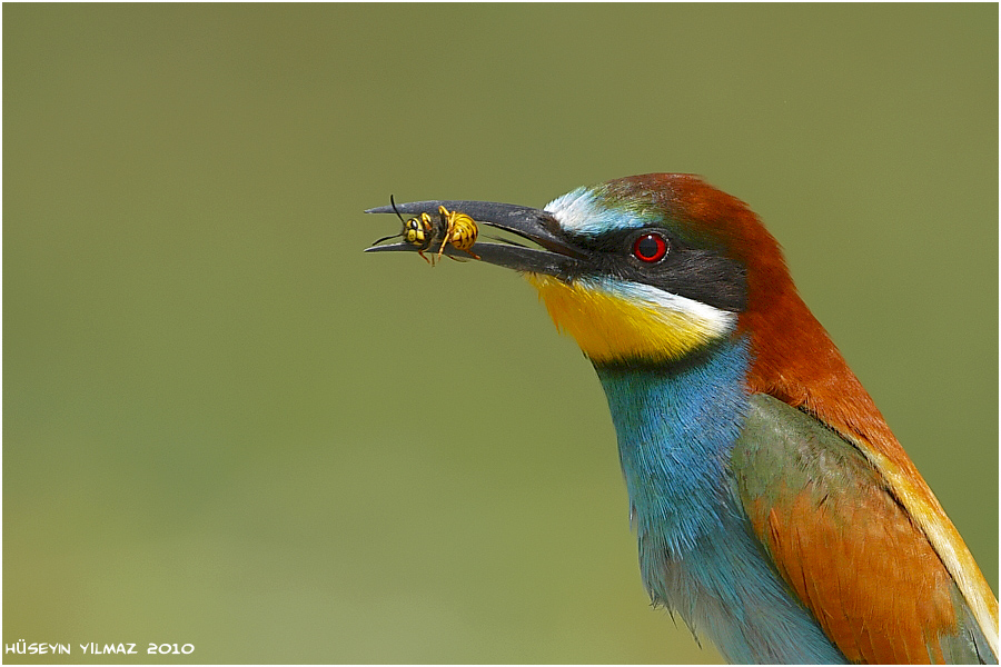 Arıkuşu » European Bee-eater » Merops apiaster