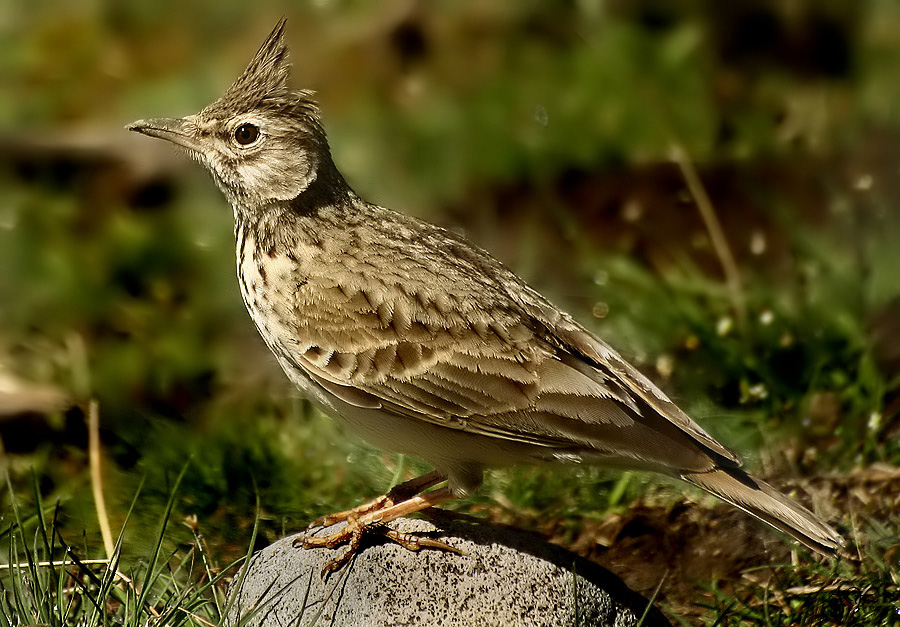 Tepeli toygar » Crested Lark » Galerida cristata