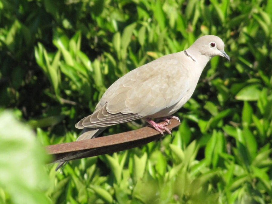 Kumru » Eurasian Collared Dove » Streptopelia decaocto