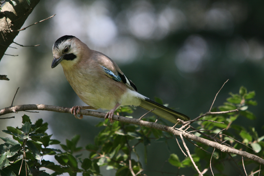 Alakarga » Eurasian Jay » Garrulus glandarius