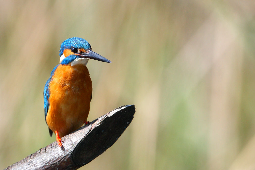 Yalıçapkını » Common Kingfisher » Alcedo atthis