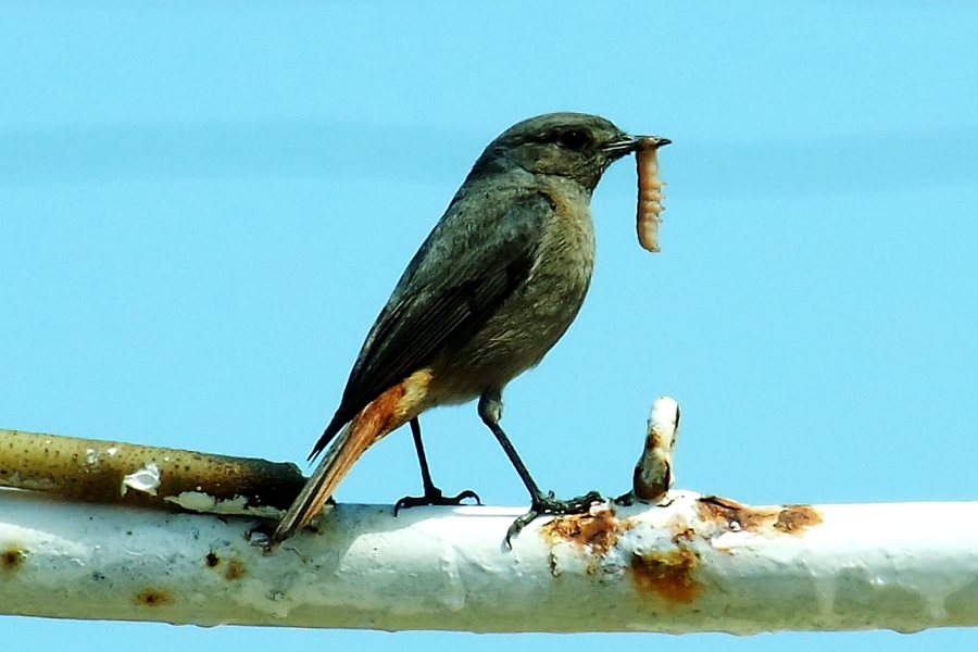 Kara kızılkuyruk » Black Redstart » Phoenicurus ochruros