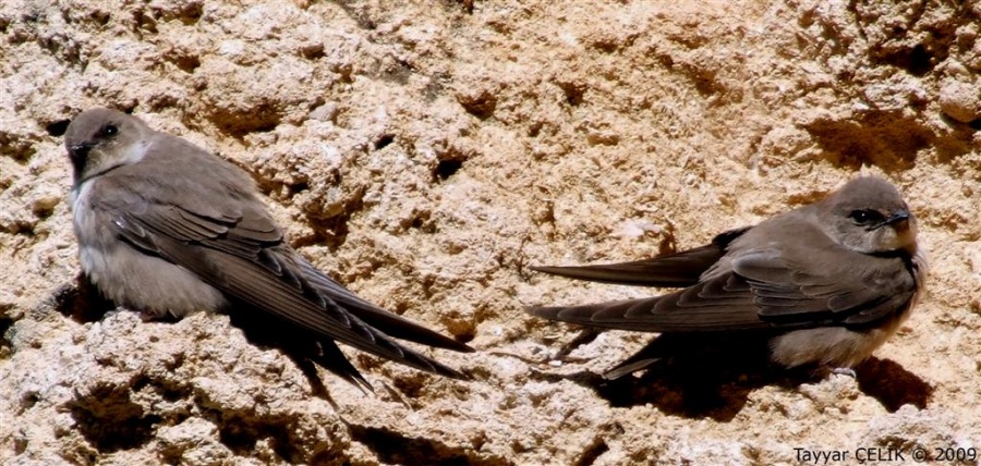 Kaya kırlangıcı » Eurasian Crag Martin » Ptyonoprogne rupestris