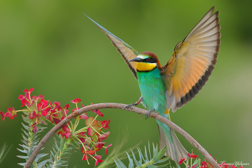 Arıkuşu » European Bee-eater » Merops apiaster