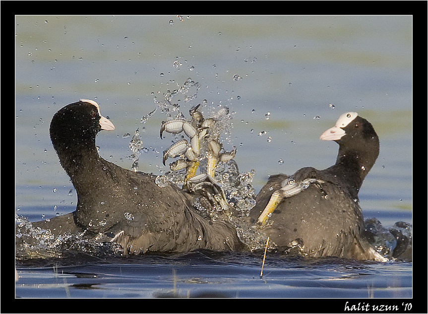Sakarmeke » Eurasian Coot » Fulica atra