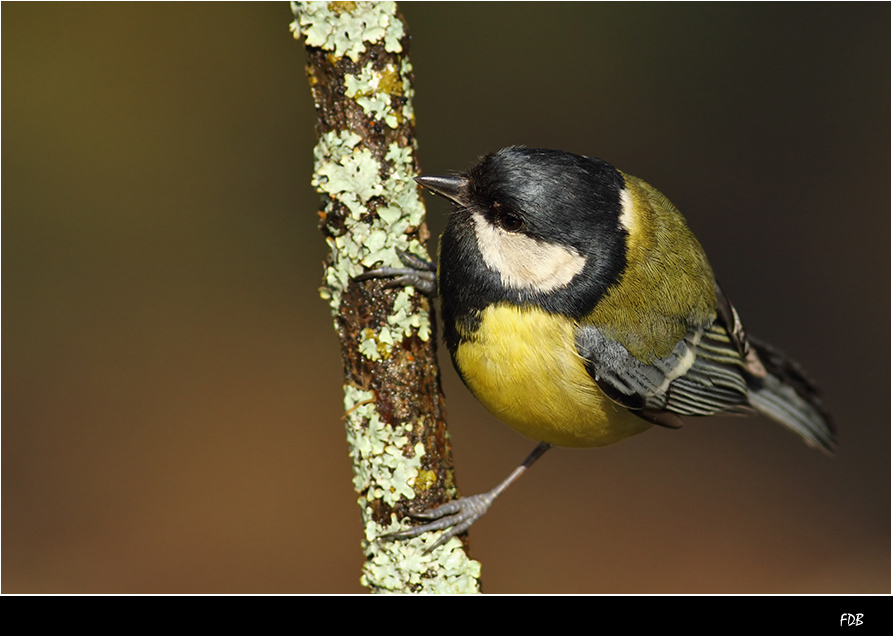 Büyük baştankara » Great Tit » Parus major