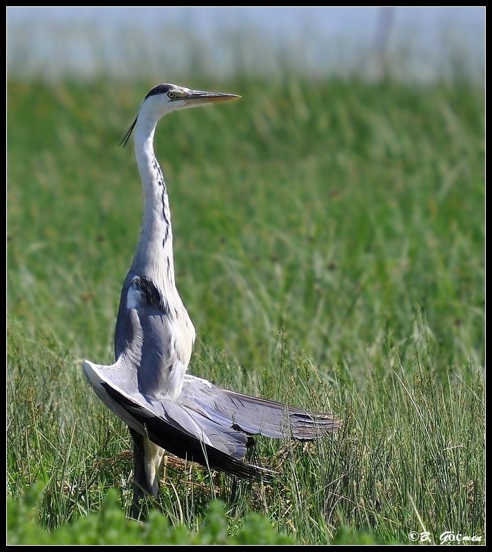 Gri balıkçıl » Grey Heron » Ardea cinerea