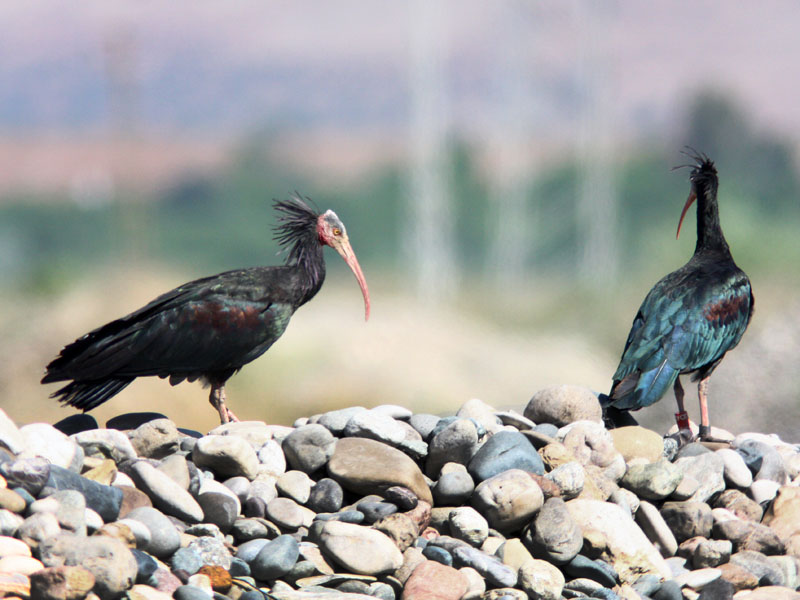 Kelaynak » Northern Bald Ibis » Geronticus eremita
