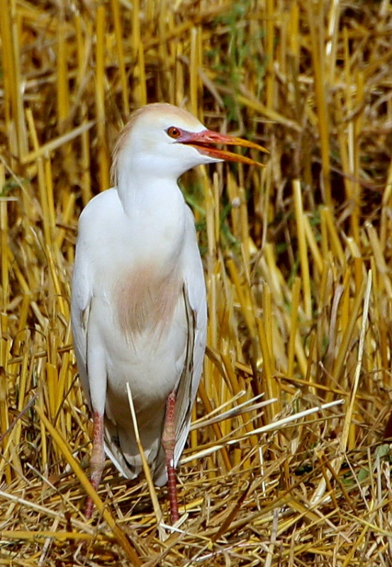 Sığır balıkçılı » Western Cattle Egret » Ardea ibis