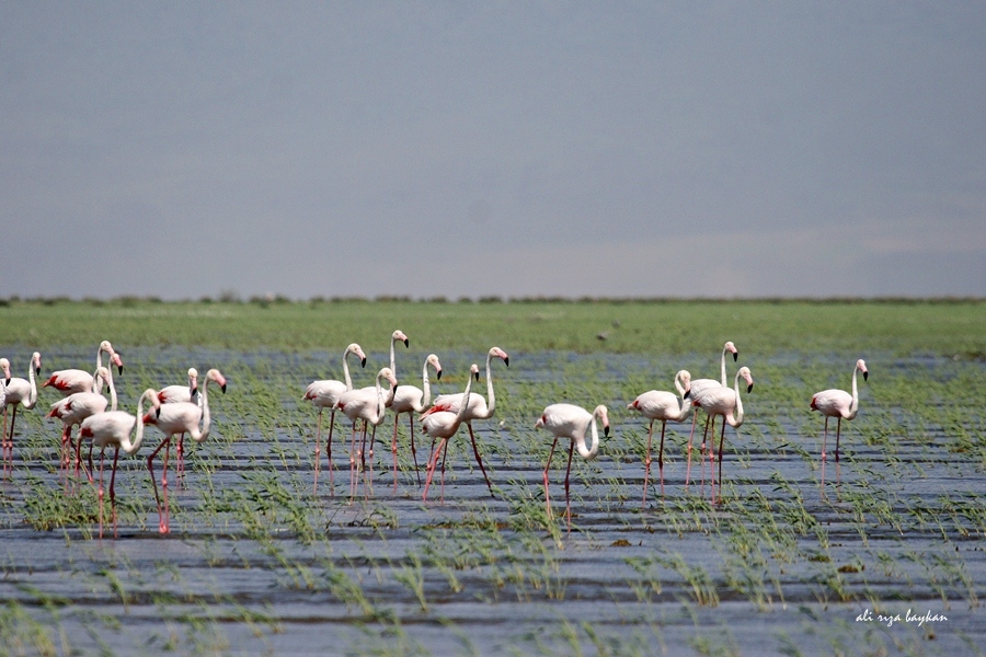Flamingo » Greater Flamingo » Phoenicopterus roseus