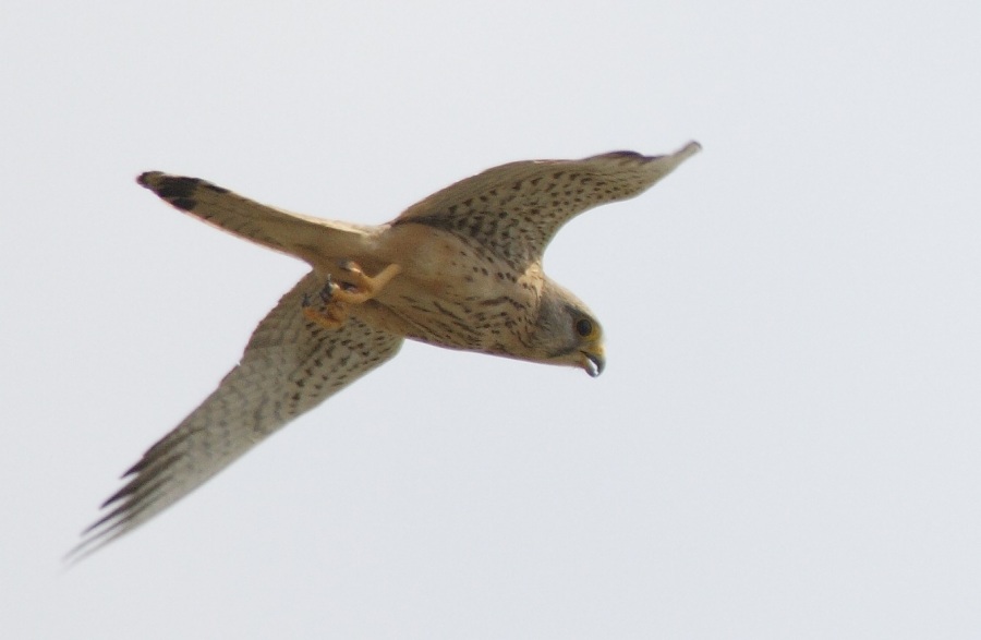 Kerkenez » Common Kestrel » Falco tinnunculus