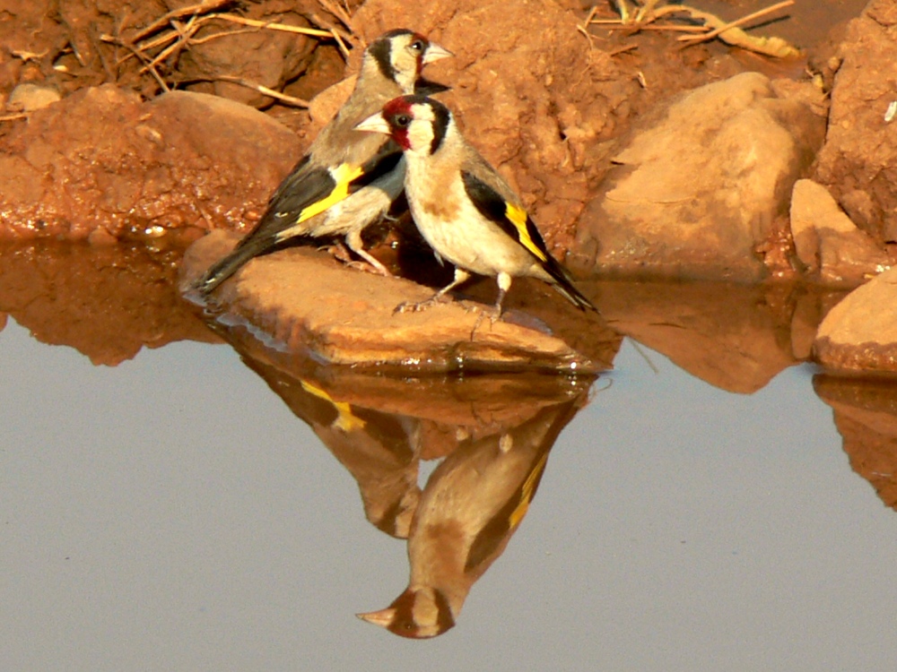 Saka » European Goldfinch » Carduelis carduelis