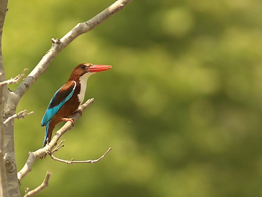 İzmir yalıçapkını » White-throated Kingfisher » Halcyon smyrnensis