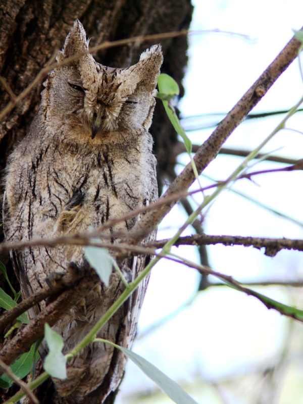 Çizgili ishakkuşu » Pallid Scops Owl » Otus brucei