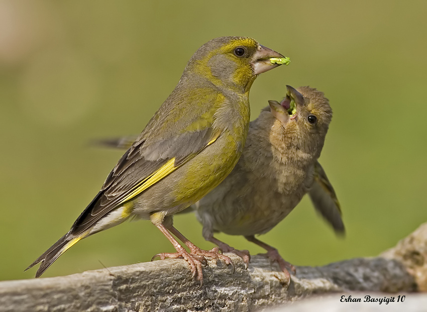 Florya » European Greenfinch » Chloris chloris