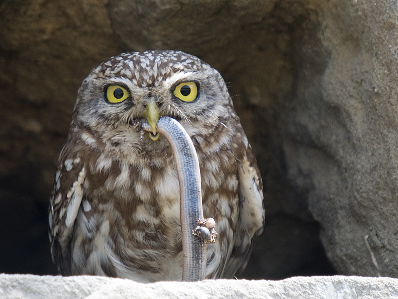 Kukumav » Little Owl » Athene noctua