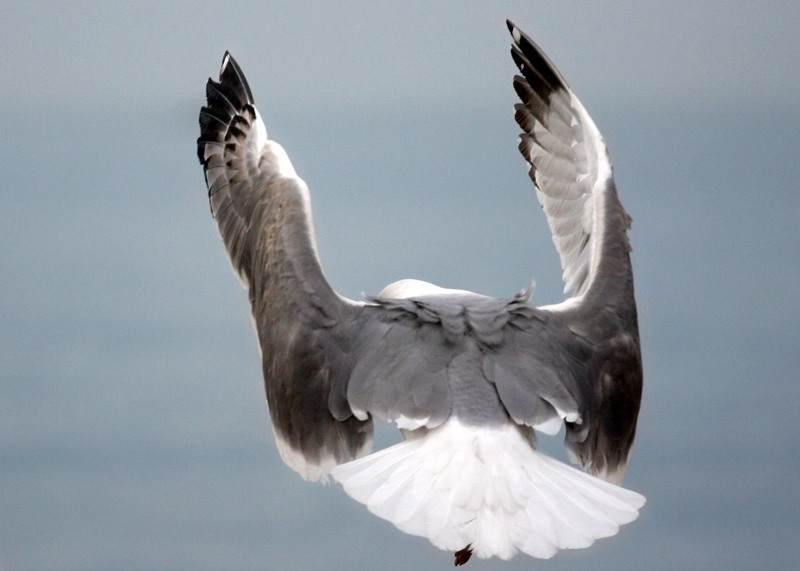 Gümüş martı » Yellow-legged Gull » Larus michahellis