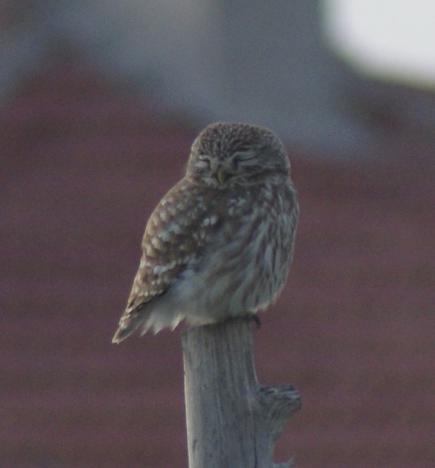 Kukumav » Little Owl » Athene noctua