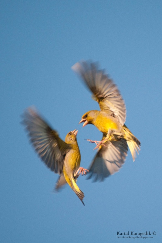 Florya » European Greenfinch » Chloris chloris