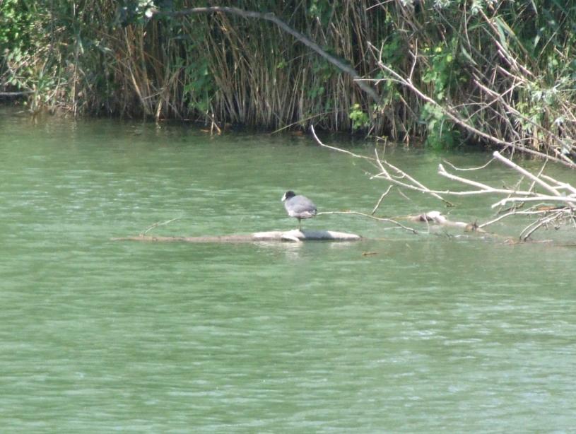 Sakarmeke » Eurasian Coot » Fulica atra