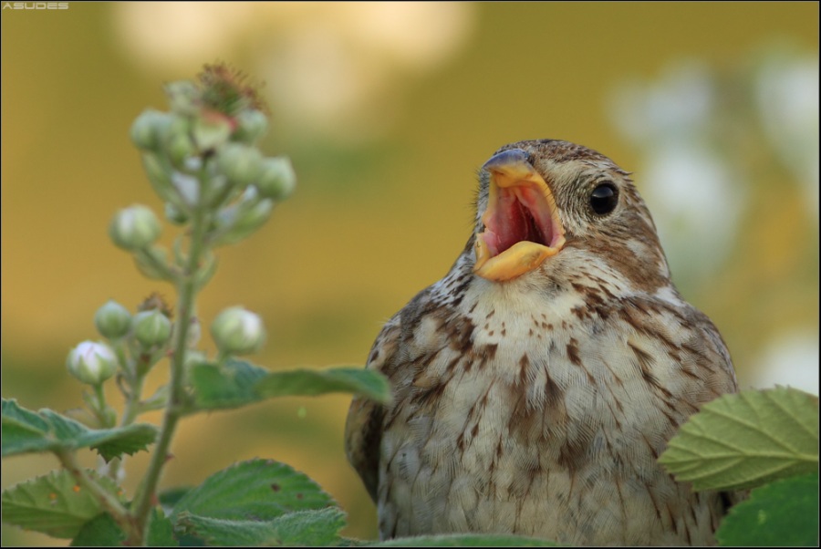 Tarla kirazkuşu » Corn Bunting » Emberiza calandra