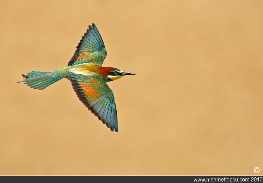 Arıkuşu » European Bee-eater » Merops apiaster