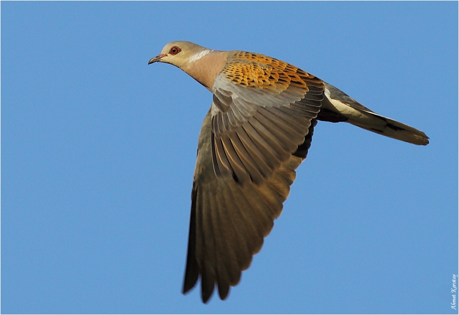 Üveyik » European Turtle Dove » Streptopelia turtur