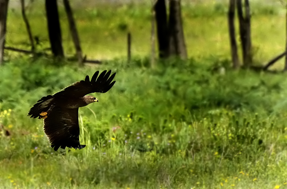 Küçük orman kartalı » Lesser Spotted Eagle » Clanga pomarina