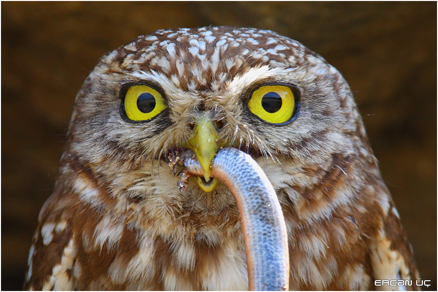 Kukumav » Little Owl » Athene noctua