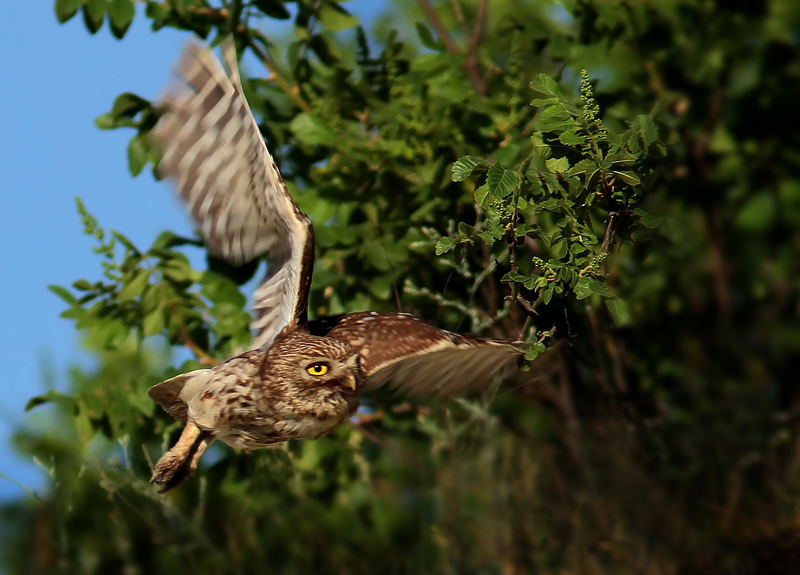 Kukumav » Little Owl » Athene noctua