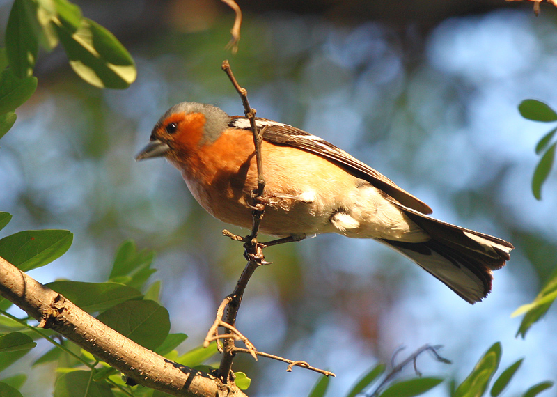 İspinoz » Common Chaffinch » Fringilla coelebs