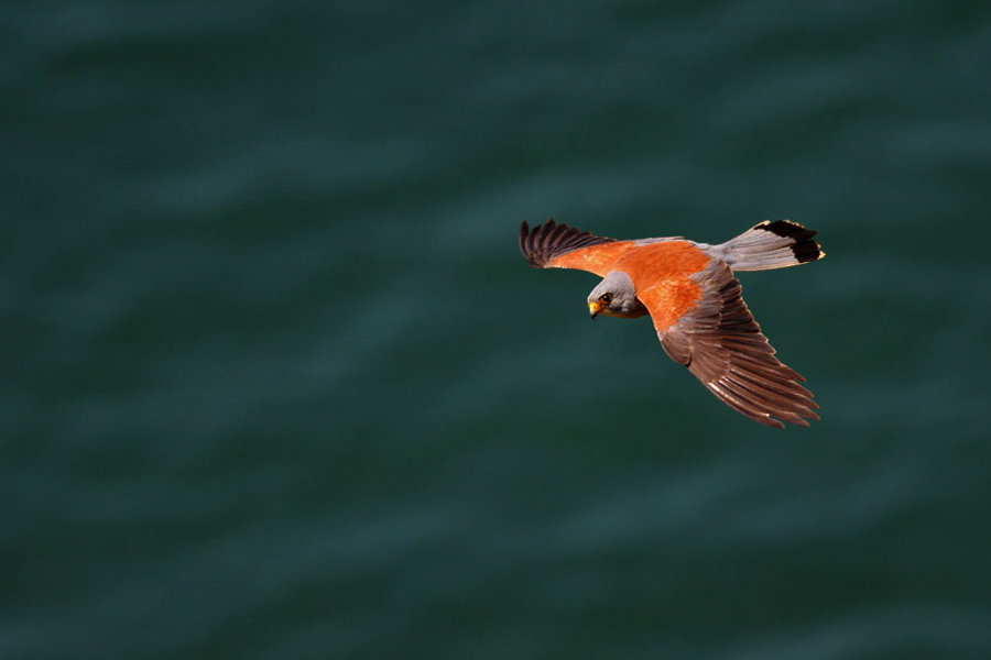 Küçük kerkenez » Lesser Kestrel » Falco naumanni