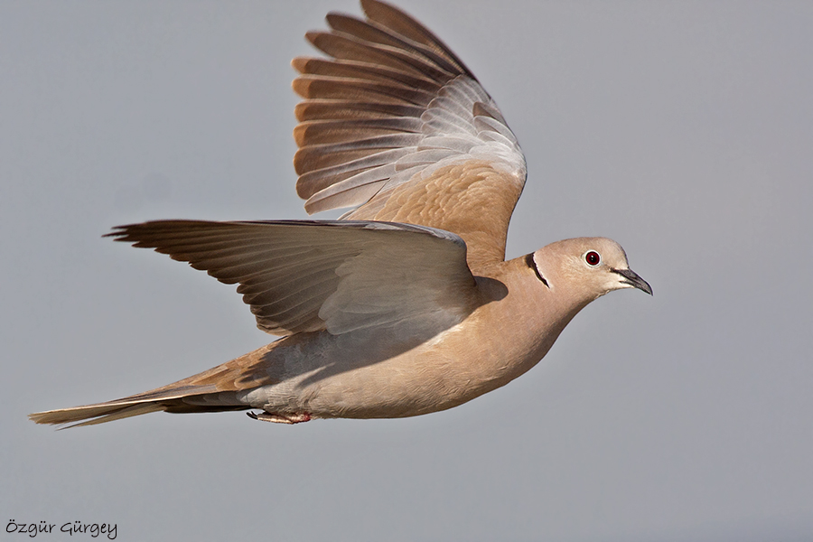 Kumru » Eurasian Collared Dove » Streptopelia decaocto
