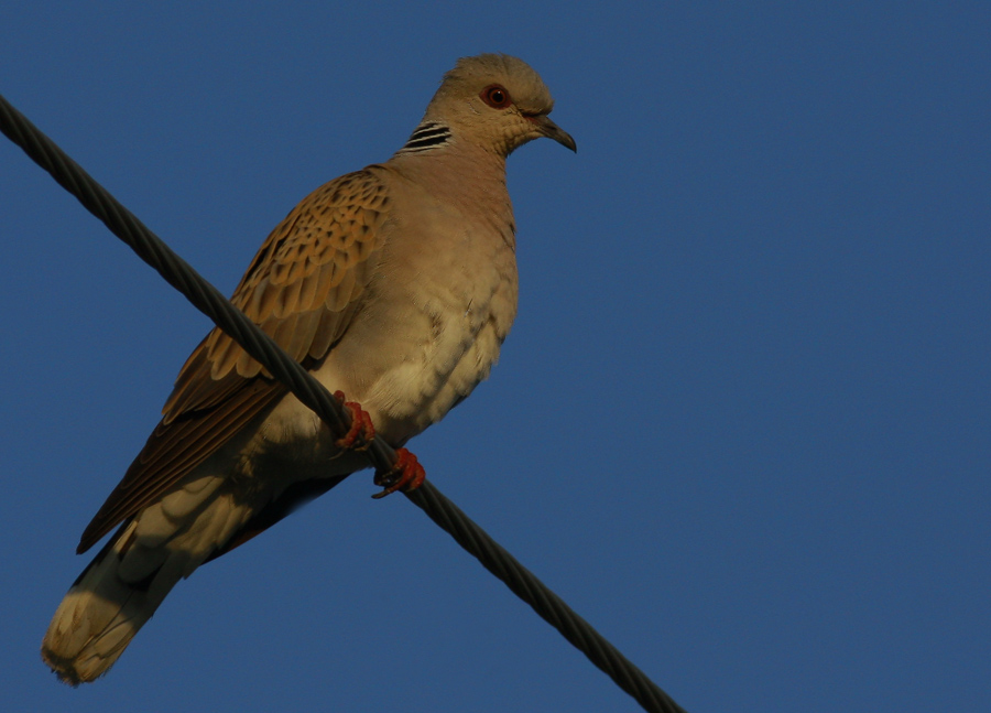 Üveyik » European Turtle Dove » Streptopelia turtur
