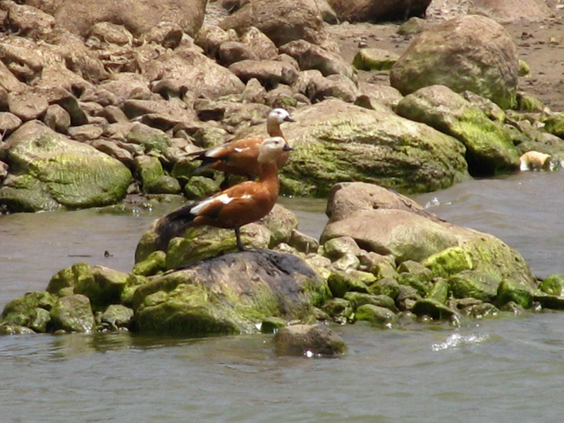 Angıt » Ruddy Shelduck » Tadorna ferruginea