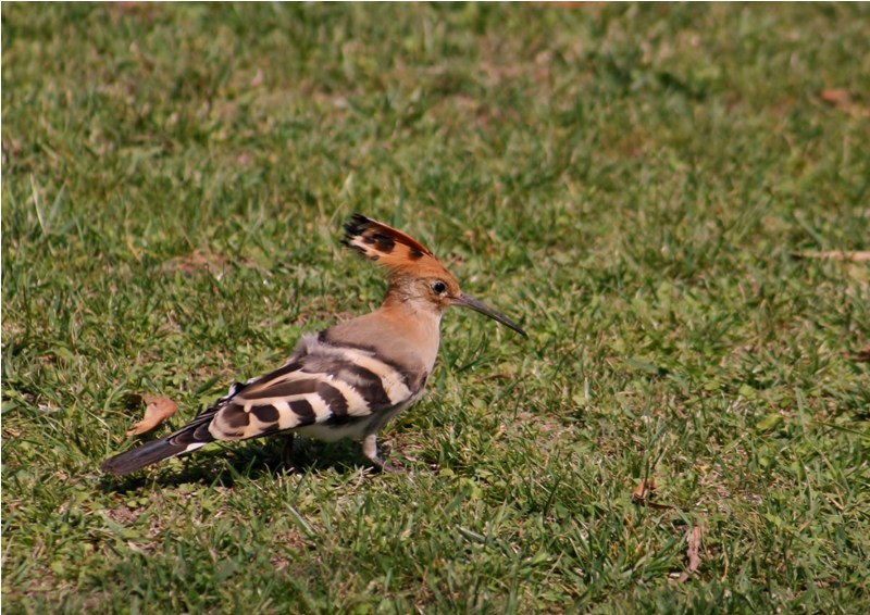 İbibik » Eurasian Hoopoe » Upupa epops