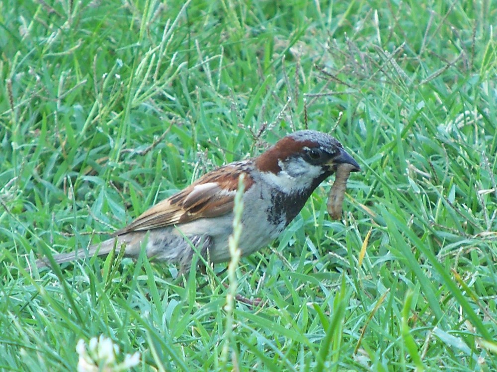 Serçe » House Sparrow » Passer domesticus